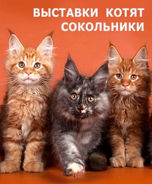 Информация о рекламной выставке котят 30 сентября - 1 октября 2023