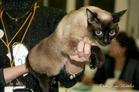 Как нести кошку на экспертизу - фото Анны Щитович