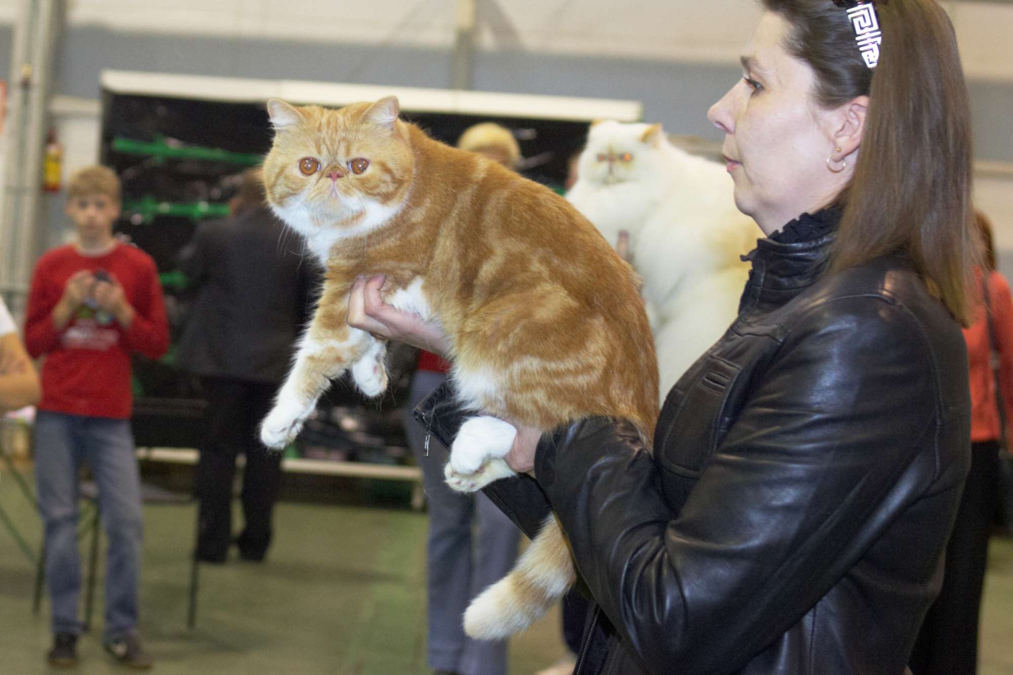 Выставка кошек в Москве. Клуб кошек Долгопрудный. Первая в мире выставка кошек. Выставка кошек премьер Рязань.