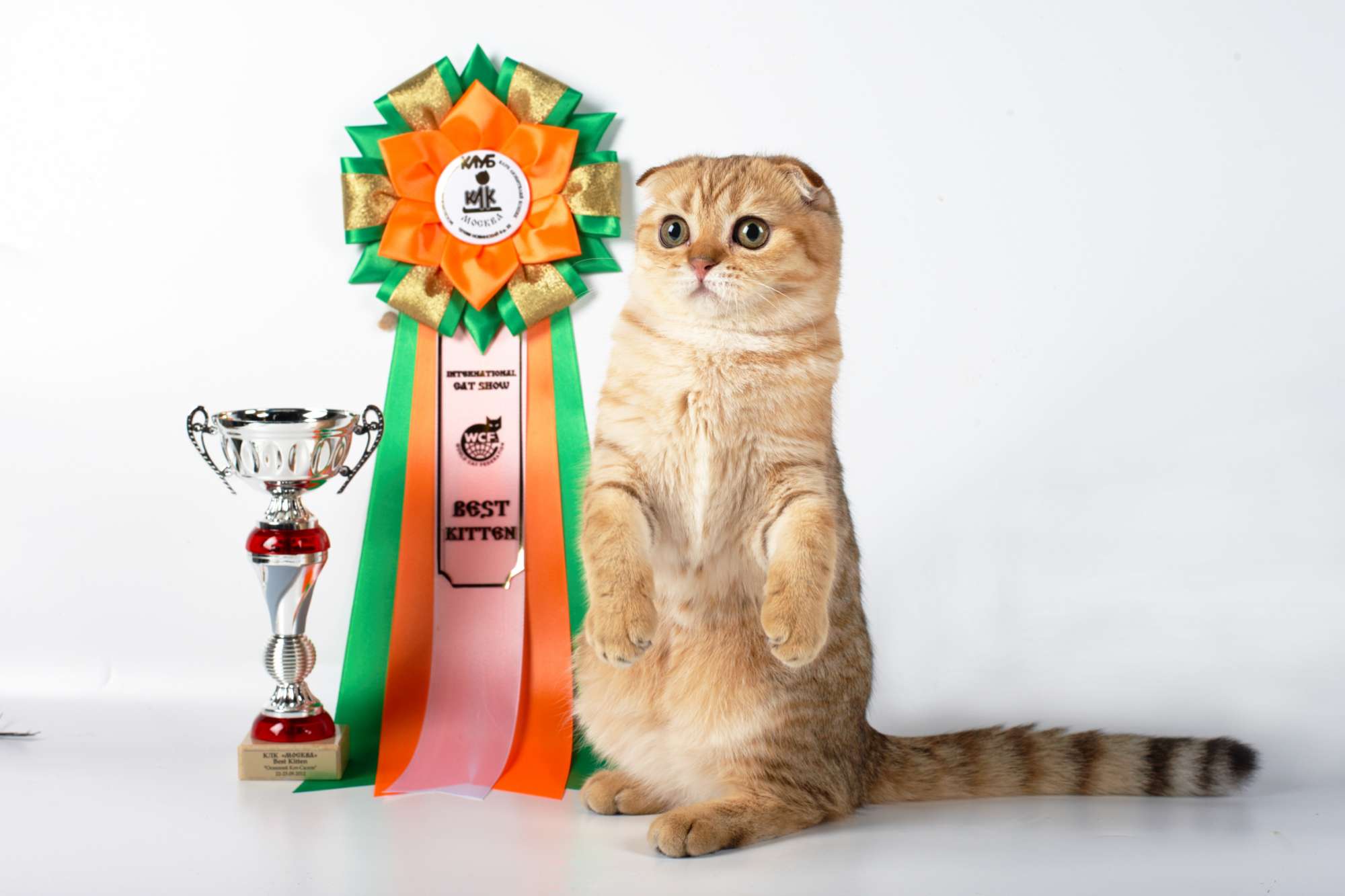 Award для кошек купить. Выставка кошек. Награды для кошек. Кот с наградой. Награды кошек на выставке.