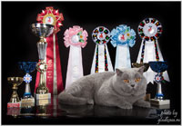 Международная выставка кошек 'Кэт-Салон-Январь' 31 января - 1 февраля 2015 г.
