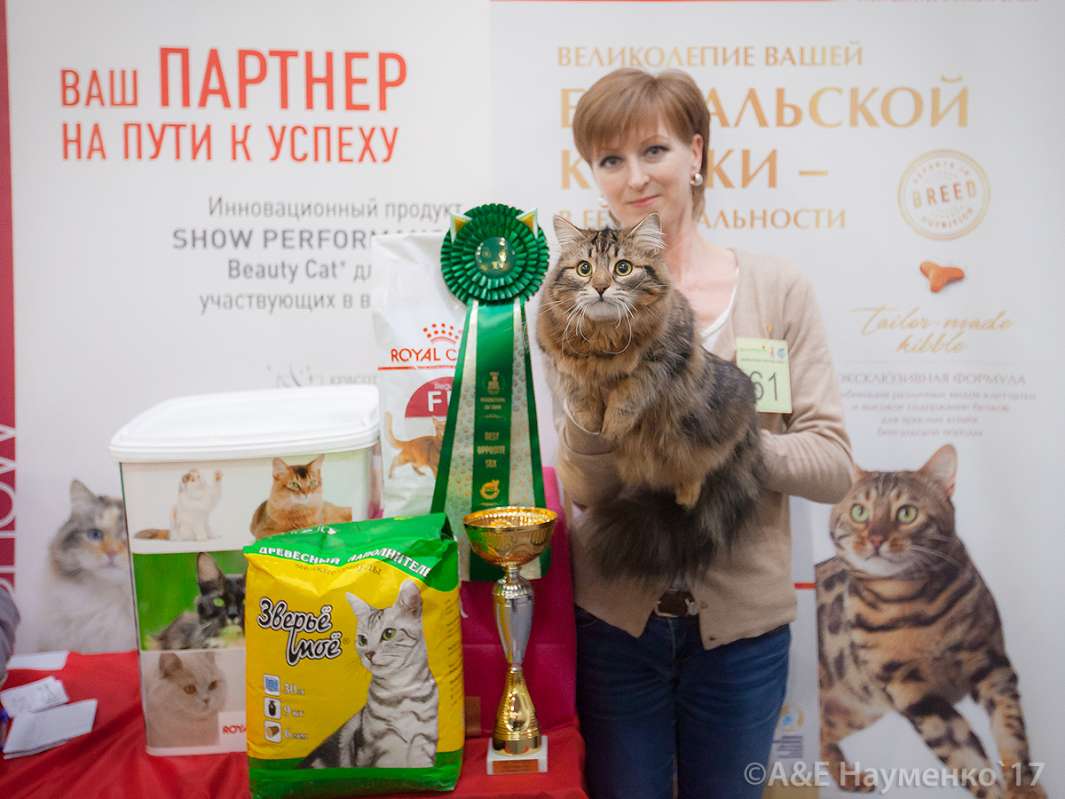 Выставка кошек в Москве. Выставка кошек Архангельск. Выставка кошек в Минске. Бьюти кошка.