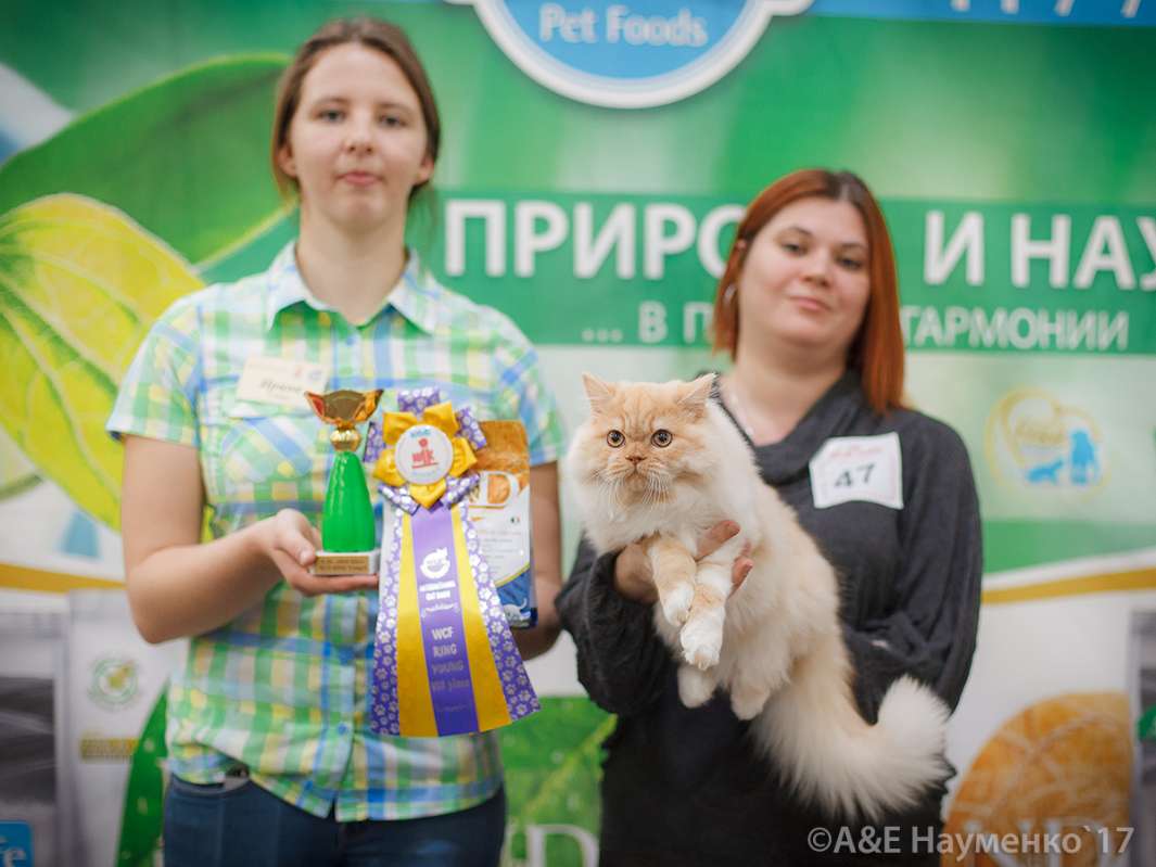 Выставка кошек Иваново. Клуб любителей кошек Москва.