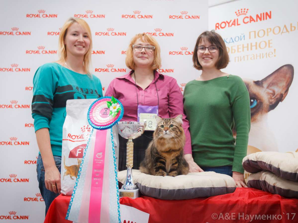 Выставка кошек северодвинск. Кошки инфо выставки фото.