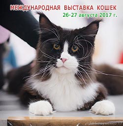 Международная выставка кошек 'Кэт-Салон-Август' 26-27 августа 2017 г.