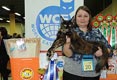 Выставка кошек 2-3 декабря 2017 г. WCF-ринги взрослых.