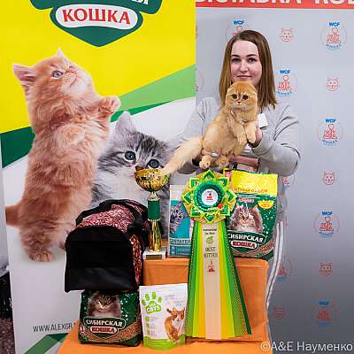 Выставка кошек 16-17.04.2022 Фотографии 9-83-0221_Moskva_16042022.jpg