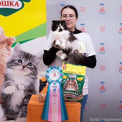 Выставка кошек 16-17.04.2022 Фотографии 10-2-0143_Moskva_16042022.jpg
