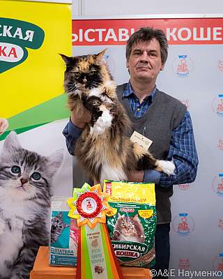 Выставка кошек 16-17.04.2022 Фотографии 8-16-0171_Moskva_16042022.jpg