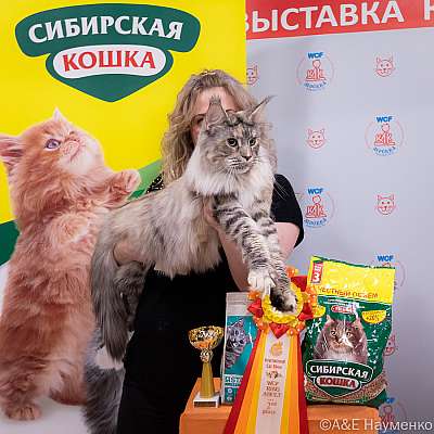 Выставка кошек 16-17.04.2022 Фотографии 2-21-0034_Moskva_16042022.jpg