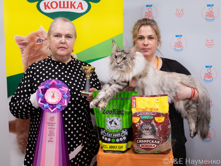 Выставка кошек КЛК Москва 16-17 апреля 2022, фотографии WCF-рингов  взрослых