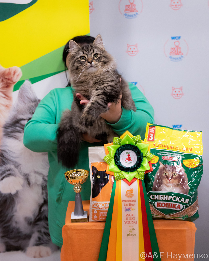 Выставка кошек КЛК Москва 16-17 апреля 2022, фотографии WCF-рингов молодых