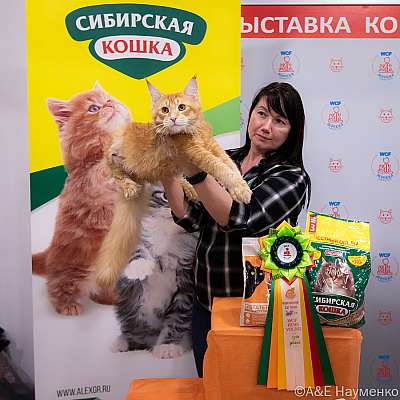 Выставка кошек 16-17.04.2022 Фотографии 9-15-0120_Moskva_16042022.jpg