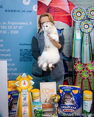 Выставка кошек 17-18.09.2022 Фотографии 3-87-0153_klk_Moskva.jpg