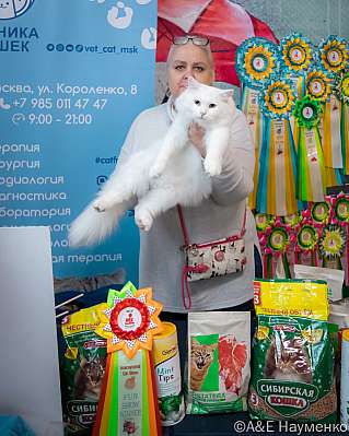 Выставка кошек 17-18.09.2022 Фотографии 9-40-0337_klk_Moskva.jpg