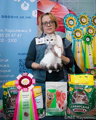 Выставка кошек 17-18.09.2022 Фотографии 10-87-0411_klk_Moskva.jpg