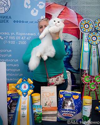 Выставка кошек 17-18.09.2022 Фотографии 4-40-0195_klk_Moskva.jpg