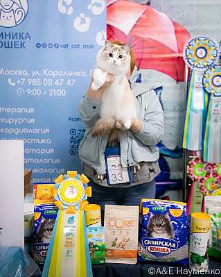 Выставка кошек 17-18.09.2022 Фотографии 8-33-0029_klk_Moskva.jpg