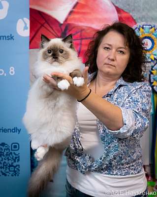 Выставка кошек 17-18.09.2022 Фотографии 3-111-0124_klk_Moskva.jpg