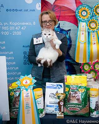Выставка кошек 17-18.09.2022 Фотографии 3-87-0289_klk_Moskva.jpg
