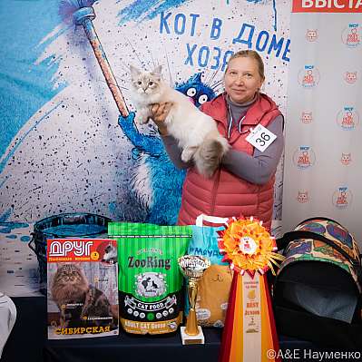 Выставка кошек 15-16.10.2022 Фотографии 8-36-0444_klk_Moskva.jpg