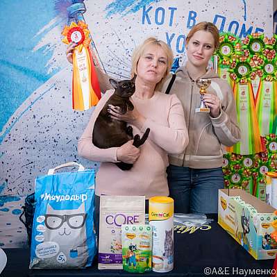 Выставка кошек 15-16.10.2022 Фотографии 2-106-0132_klk_Moskva.jpg
