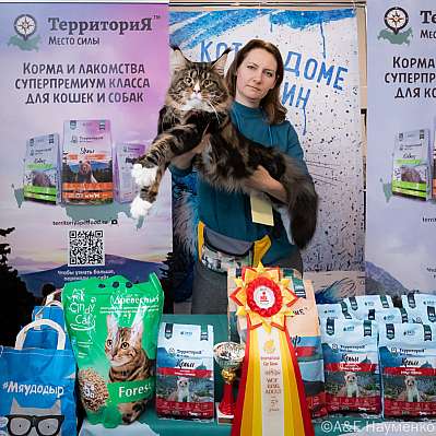 Выставка кошек 15-16.10.2022 Фотографии 5-84-0282_klk_Moskva.jpg