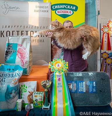 Выставка кошек 18-19.03.2023 Фотографии 15-14-0428_Moskva.jpg