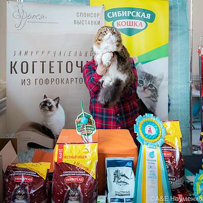 Выставка кошек 18-19.03.2023 Фотографии 9-10-0331_Moskva.jpg