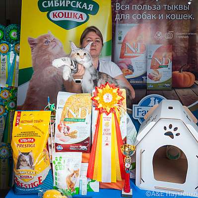 Выставка кошек 16-17.09.2023 Фотографии 8-15-klk_Moskva_0210.jpg
