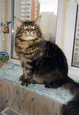 Кот породы мейн-кун Dallavie Vasiliy Timofeevich приглашает кошек на вязку