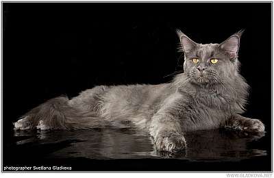 Кот породы мейн-кун Icy Famely Stars приглашает кошек на вязку cat_5154.jpg