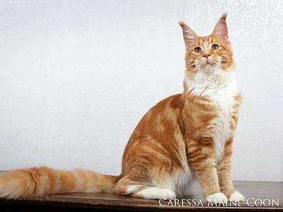 Кот породы мейн-кун Pillowtalk's Da Capo приглашает кошек на вязку