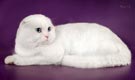 Кот скоттиш-фолд, окрас  белый с голубыми глазами - увеличить