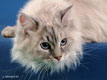 сибирская кошка - увеличить